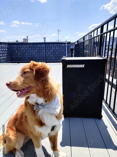 Dog on rooftop in city standing by speaker (ID: 1540200)
