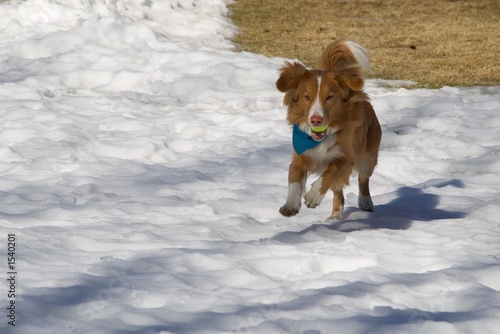 Dog running in snowy field (ID: 1540201)