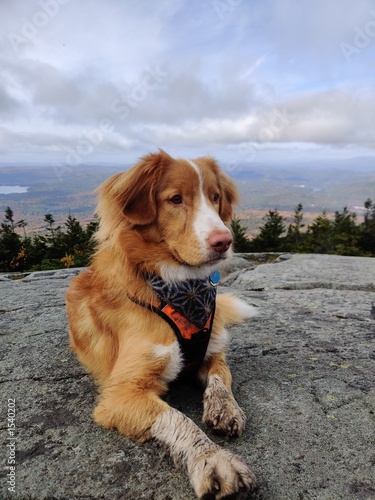 Dog at top of mountain in hiking harness 2 (ID: 1540202)
