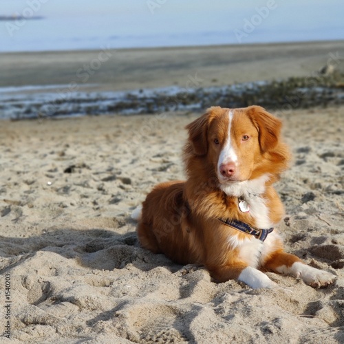 Dog laying in sand on beach by water at low tide (ID: 1540203)