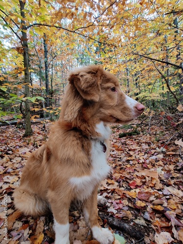 Dog facing to the side on wooded fall trail (ID: 1540204)