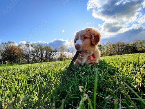 Puppy chewing on stick in grassy field (ID: 1540205)