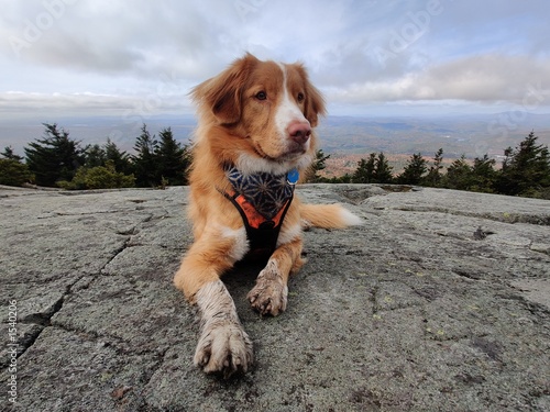 Dog at top of mountain in hiking harness (ID: 1540206)