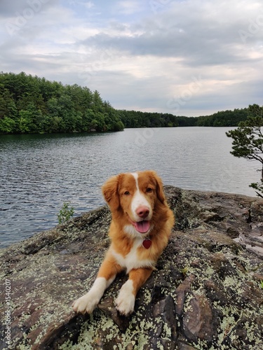 Dog looking happy on rock by water (ID: 1540207)