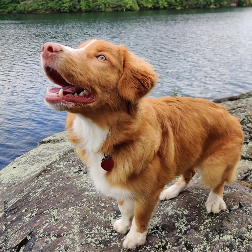 Dog looking excited on rock by water (ID: 1540208)